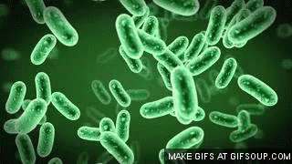 Bacteria Microscope View